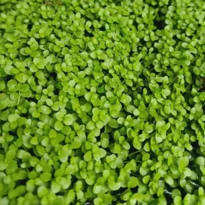 Rotala Green pot