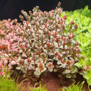 Rotala Hi Red Pot