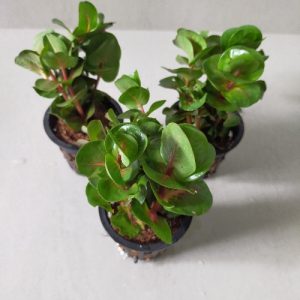 Rotala macrandra. Pot