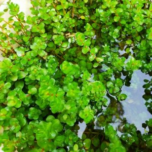 Rotala Pink. Pot