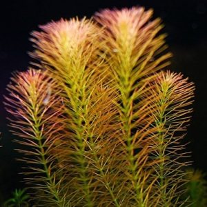 Rotala-wallichi-Mexican