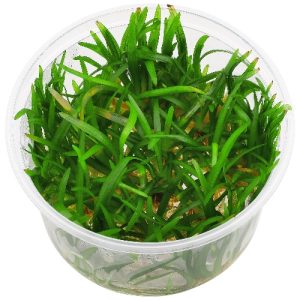 Sagitteria subleta . Pot