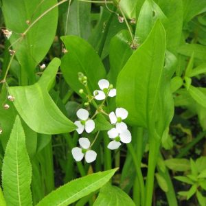 Sajiteria Graminia
