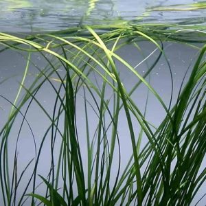 Vallisneria Spiralis