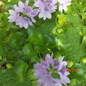 Water Hyacinth pc