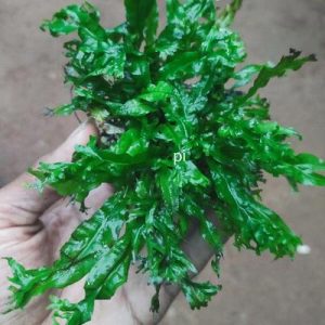 Windelov fern pot