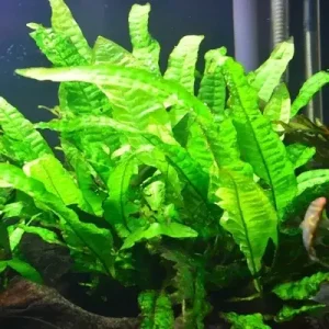 Java Fern 1 pic