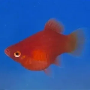 Balloon Platy