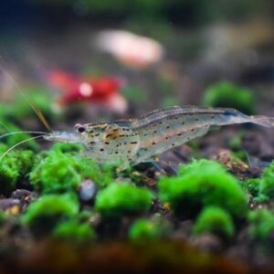 Amano shrimp
