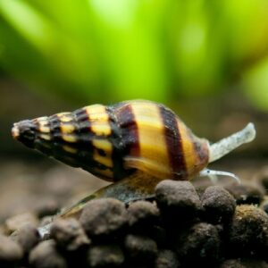 Assassin's Snail