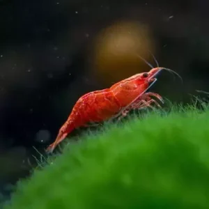 Bloody Merry Shrimp