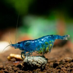 Blue Shrimp