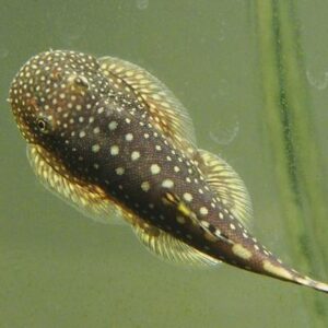 Borneo sucker