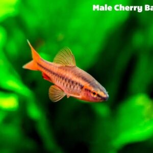 Cherry Barb