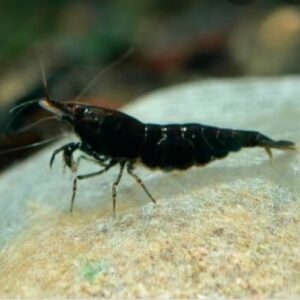 Choco Black Shrimp
