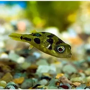Dworf Puffer Fish