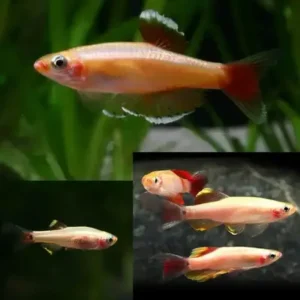 Golden Mountain Minnow