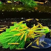 Golden Top Shrimp