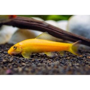 Golden Alge Eater