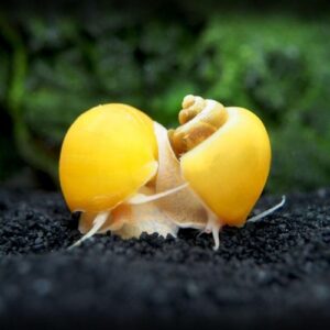 Golden Yellow Apple Snail