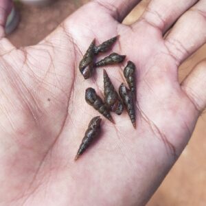 Malaysian Trumpet Snail