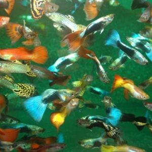 Mixed Guppy
