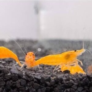 Orange Shrimp