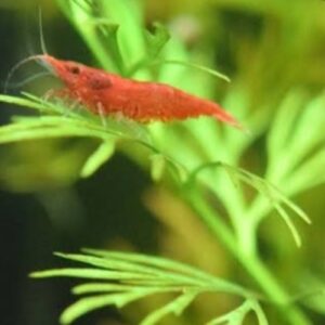 Red cherry