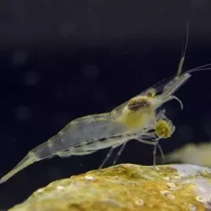 Shrimp Mixed