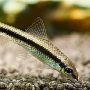 Siamese Algae Eater