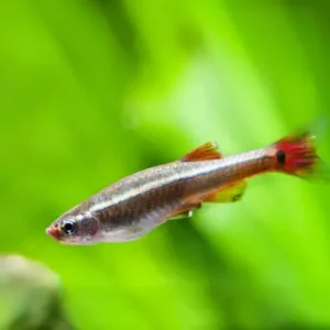 White Mountain Minnow