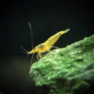 Yellow Shrimp