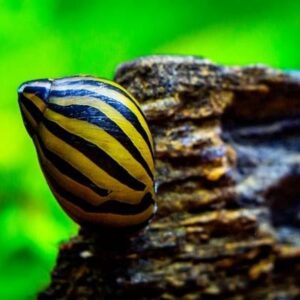 Zebra Nerite Snails