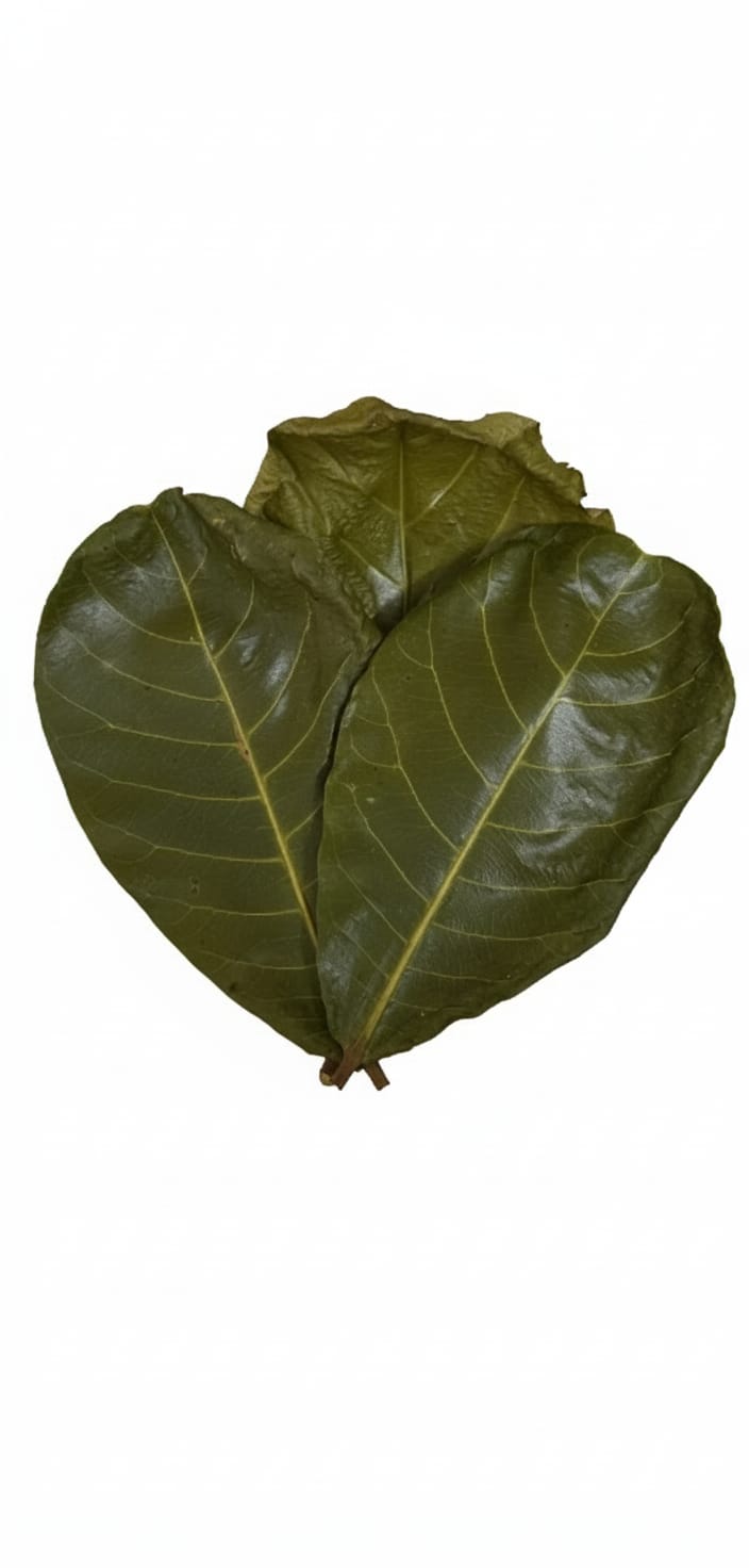 Indian Almond Leaf - Image 2