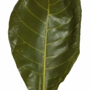 Indian Almond Leaf