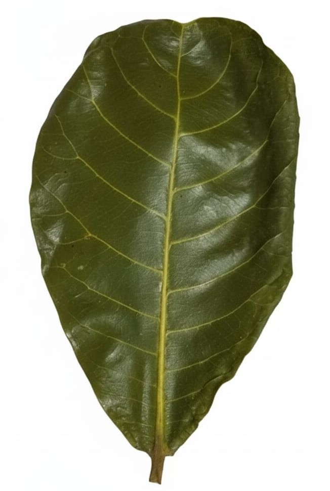 Indian Almond Leaf